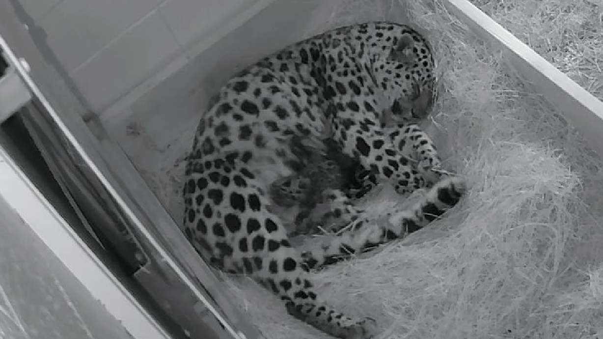 Zeya the Amur leopard cuddles with her hours-old cubs at Utah's Hogle Zoo. The cubs were born Wednesday.