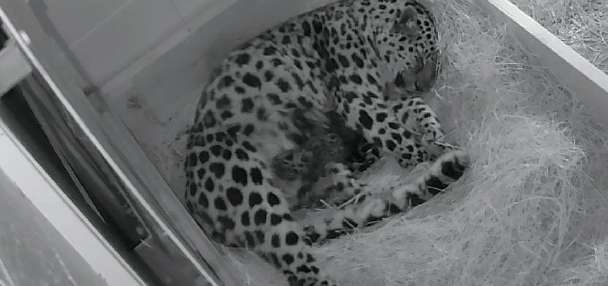Mama leopard gives birth to 2 cubs at Utah's Hogle Zoo