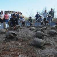 Galápagos park releases 158 juvenile hybrid tortoises on Floreana to restore the ecosystem