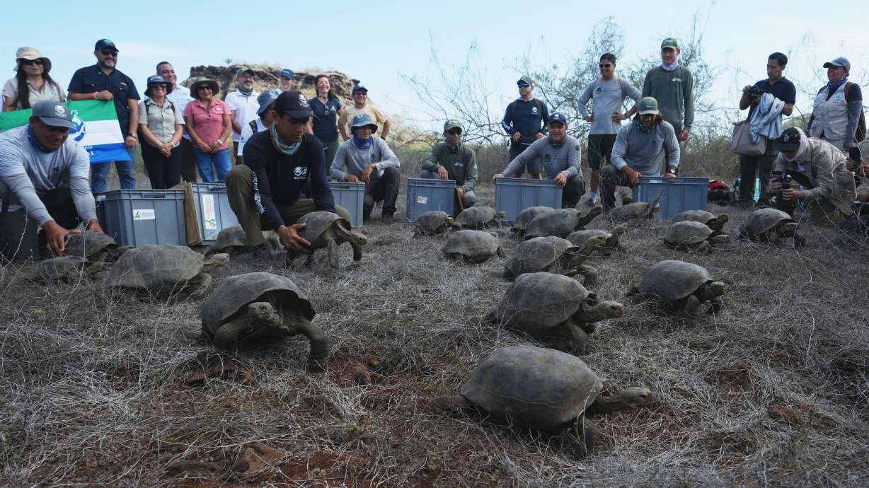 Juvenile giant tortoises are released on Floreana Island as part of a project to reintroduce the species to its native habitat in the Galapagos Islands, Ecuador, Friday.