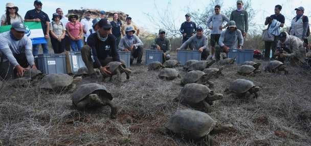 Galápagos park releases 158 juvenile hybrid tortoises on Floreana to restore the ecosystem