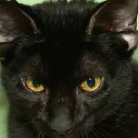 Adorable video shows rare four-eared cat in Alabama