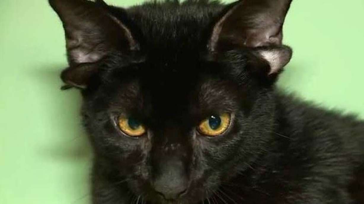 Everyone thinks their pet is pretty special. But Dobby, a 7-month-old black cat, is one in a million with a rare genetic mutation that will make you smile from ear to ear.
