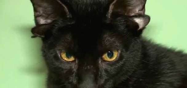 Adorable video shows rare four-eared cat in Alabama