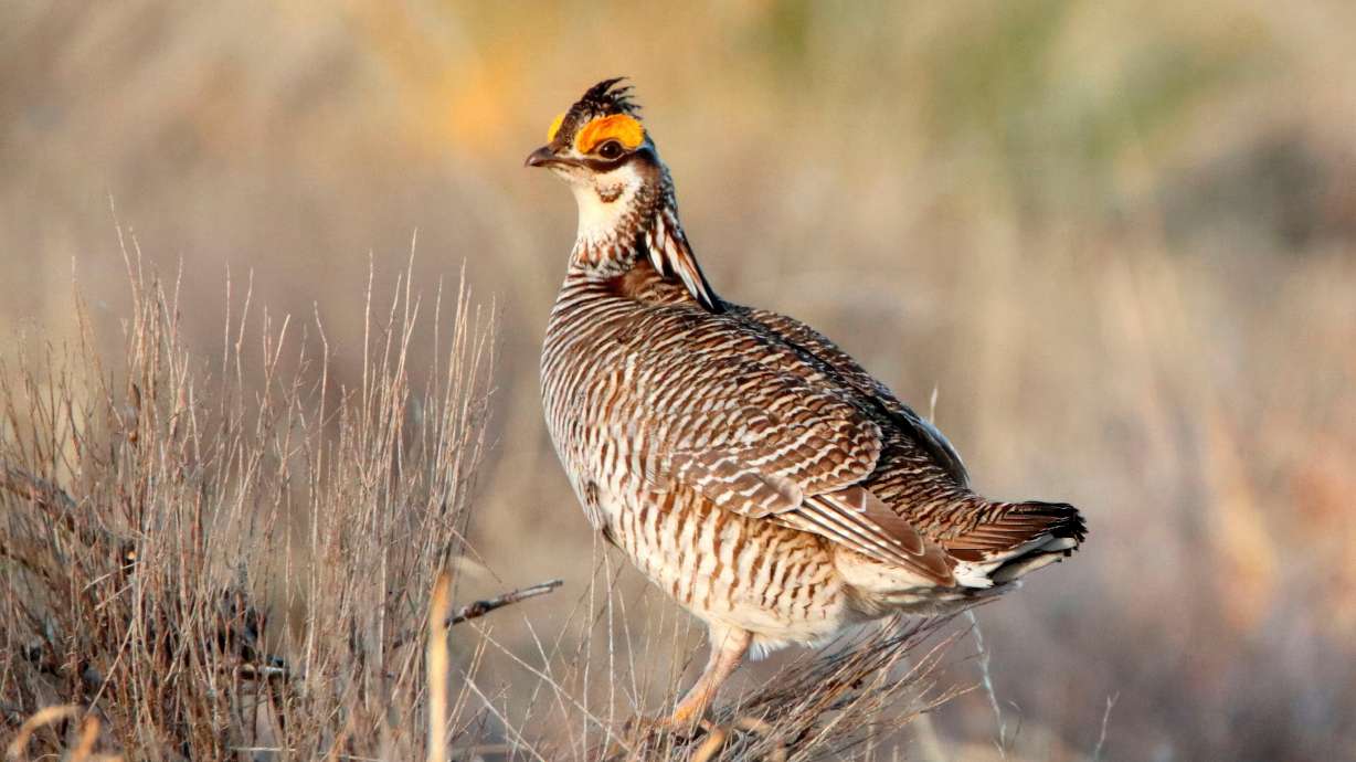 A lesser prairie chicken is seen amid the bird's annual mating ritual near Milnesand, N.M., on April 8, 2021. The ground-dwelling bird known for elaborate mating dances on the southern Great Plains will no longer be federally protected.