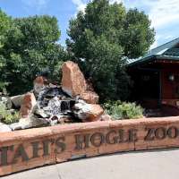 'A highly unusual outcome': Infant gorilla dies after sustaining injuries at Hogle Zoo