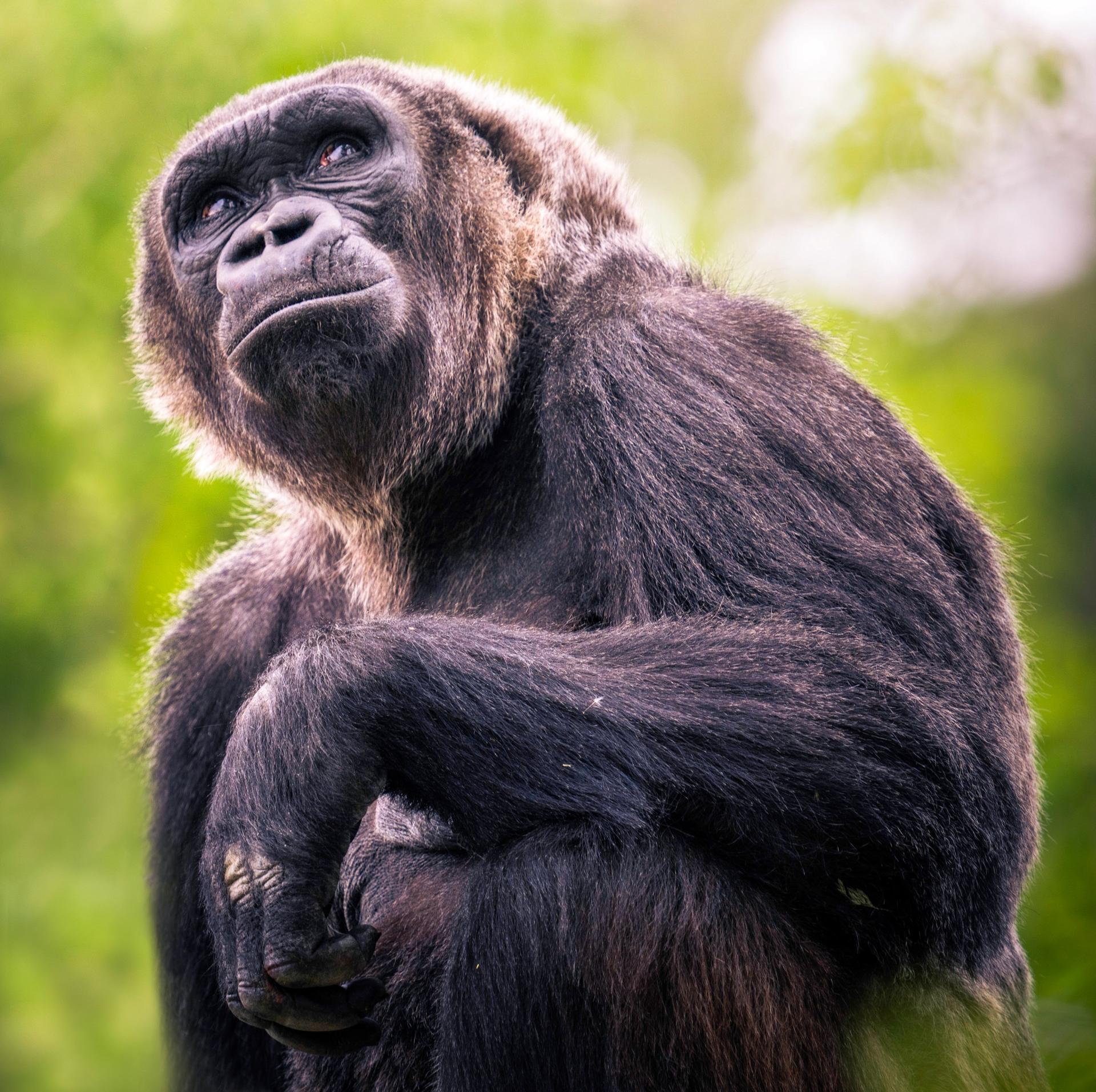 Mary, the mother of the infant western lowland gorilla that died Wednesday, is pictured. Caretakers at Utah's Hogle Zoo are mourning the passing of a western lowland infant gorilla that was euthanized after sustaining injuries.