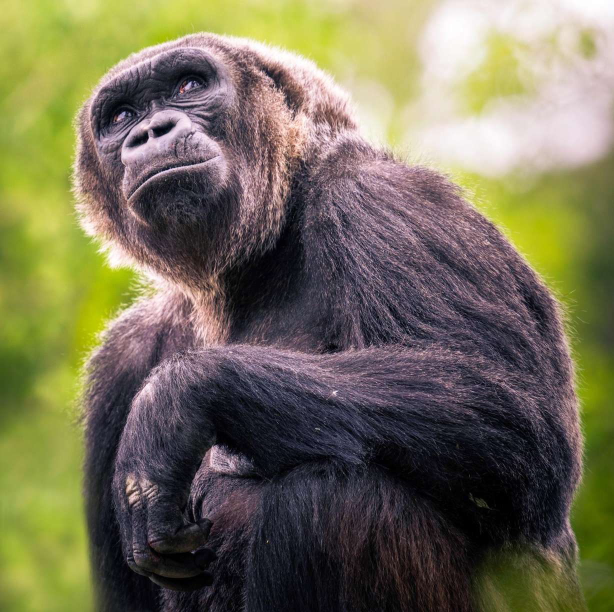 Mary, the mother of the infant western lowland gorilla that died Wednesday, is pictured. Caretakers at Utah's Hogle Zoo are mourning the passing of a western lowland infant gorilla that was euthanized after sustaining injuries.