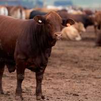 South Africa starts mass cattle vaccination program to halt foot-and-mouth outbreak
