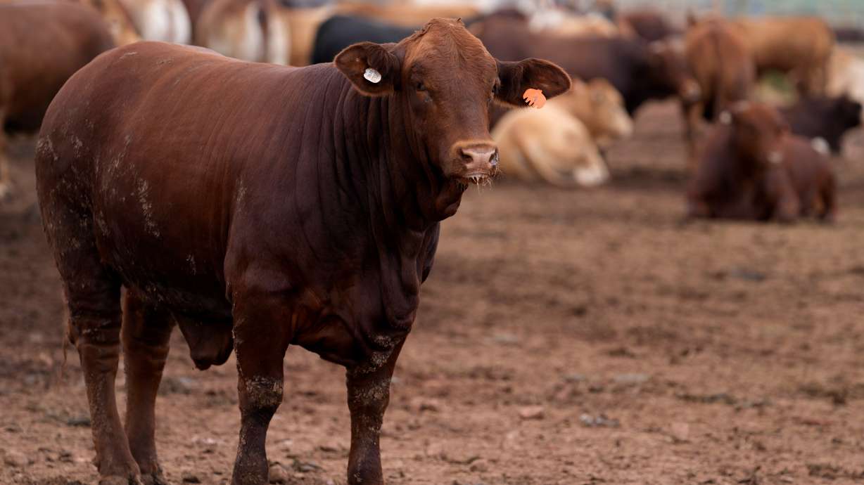 Cattle in the pen, at Karan Beef, the country's largest red meat producer, in Heidelberg, south of Johannesburg, South Africa, Friday.