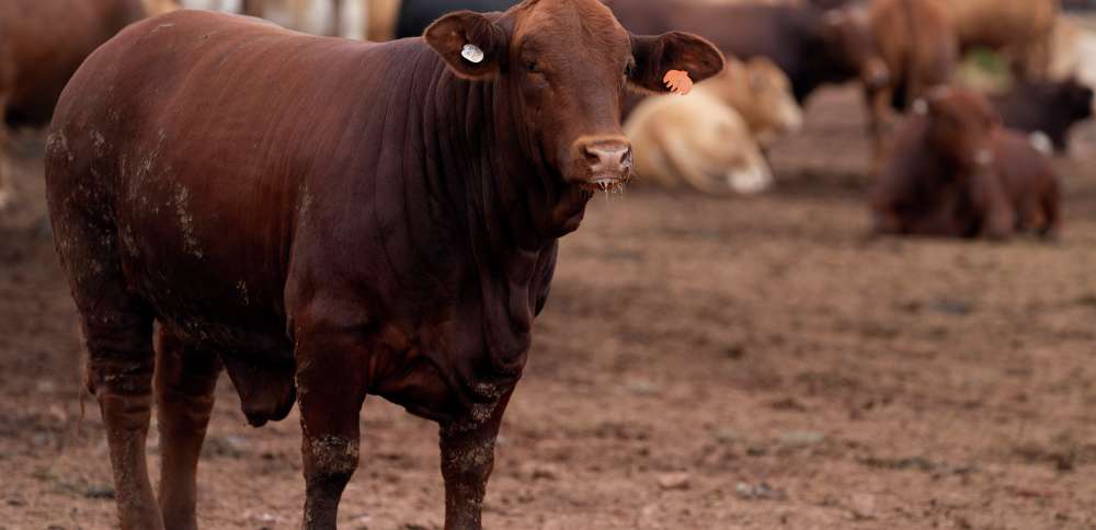 South Africa starts mass cattle vaccination program to halt foot-and-mouth outbreak
