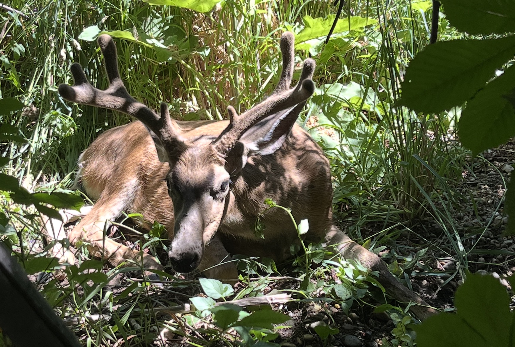 Chronic wasting disease found in deer across more parts of Utah