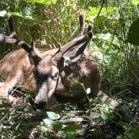 Chronic wasting disease found in deer across more parts of Utah