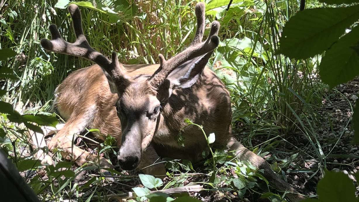 Chronic wasting disease, a transmissible disease that affects the nervous system of big game like deer, elk and moose, was found in 83 more animals between July 1, 2025, and Feb. 23 of this year, state wildlife officials reported on Wednesday.
