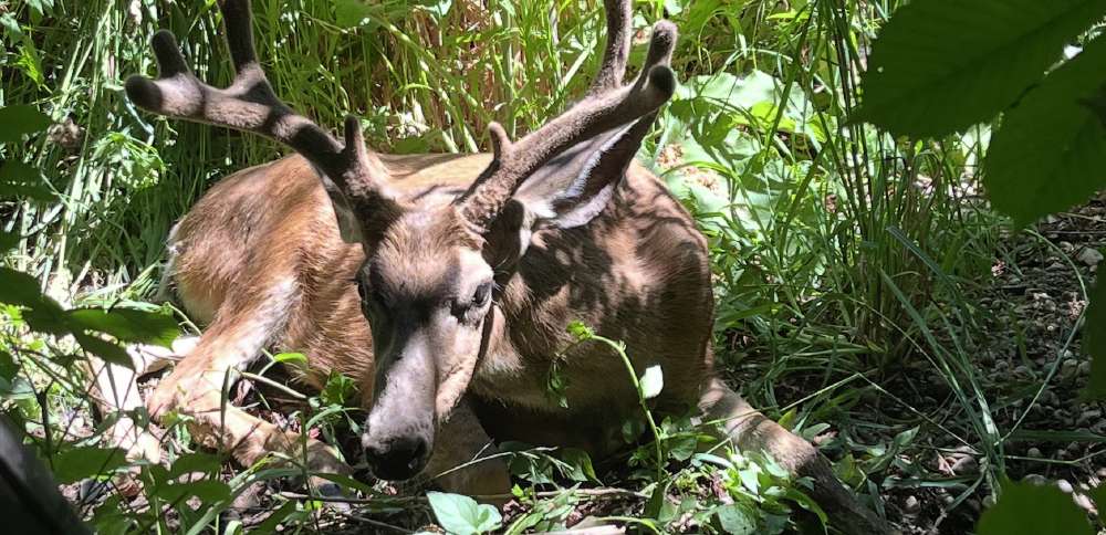 Chronic wasting disease found in deer across more parts of Utah