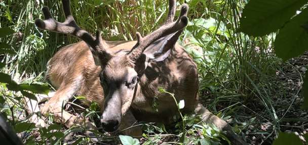 Chronic wasting disease found in deer across more parts of Utah
