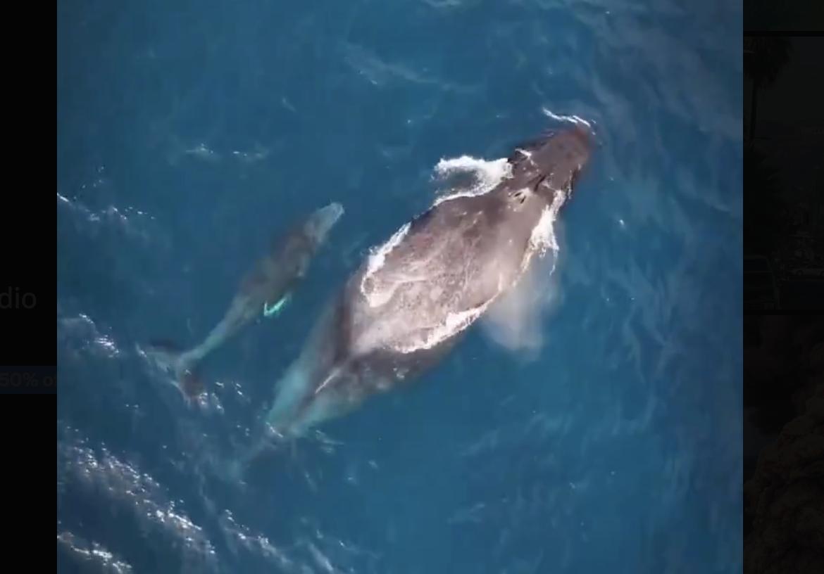 Have You Seen This? Family time, Hawaiian style