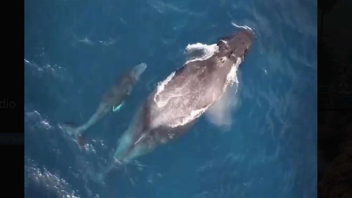 A mother humpback whale and her newborn calf swim off the coast of Maui, Hawaii, Thursday. This heartwarming video is a reminder that family is everything, even when we're in our hardest times.