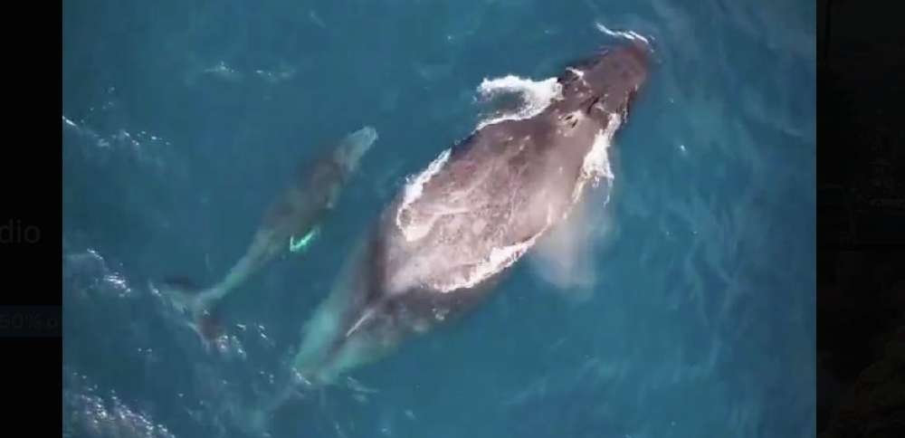 Have You Seen This? Family time, Hawaiian style