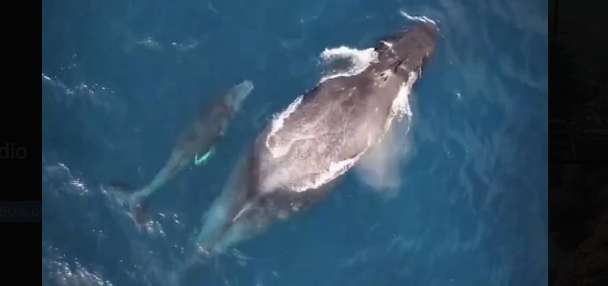 Have You Seen This? Family time, Hawaiian style