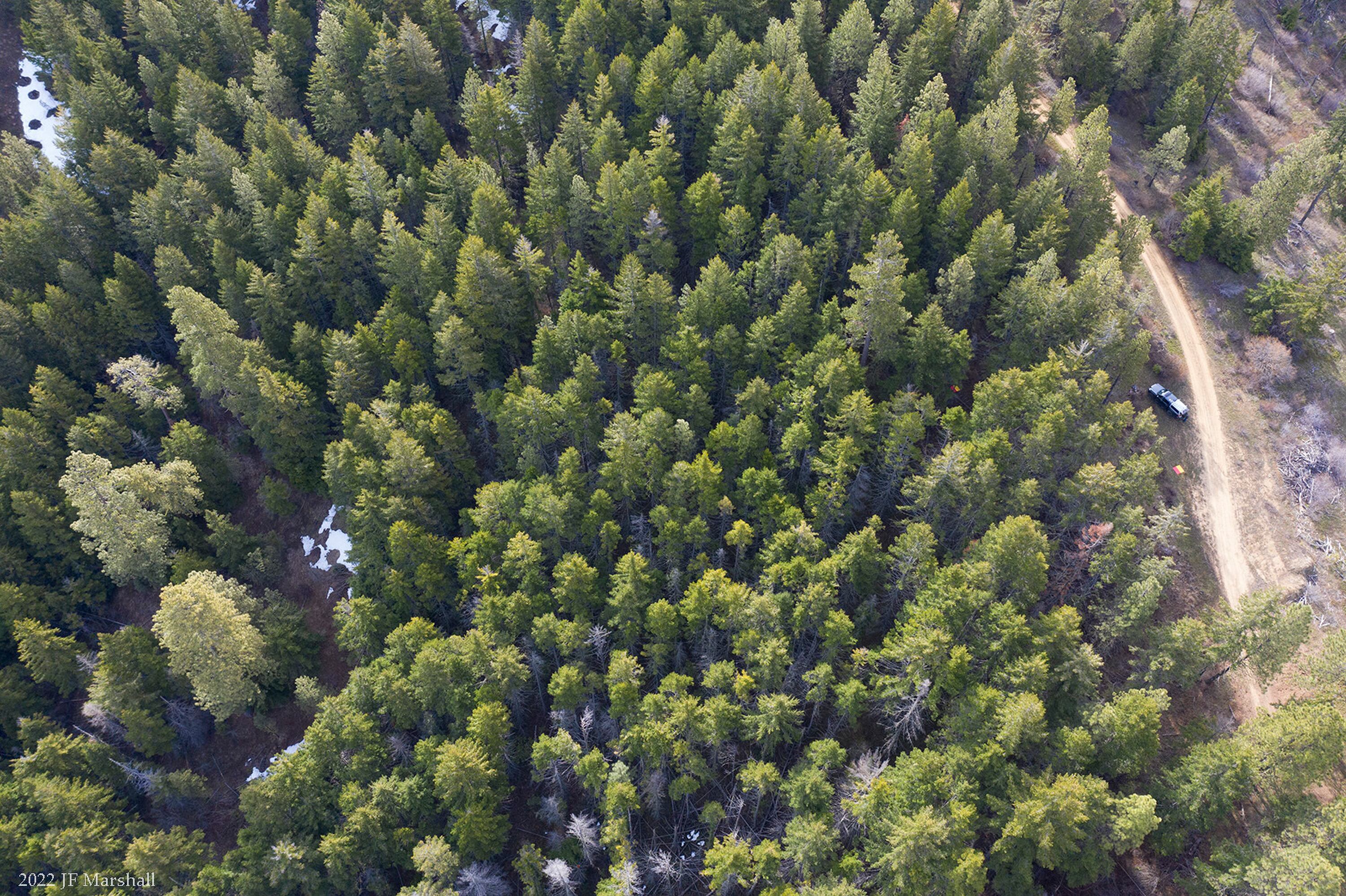 Could forest thinning help increase Utah's snowpack?