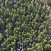 Could forest thinning help increase Utah's snowpack?