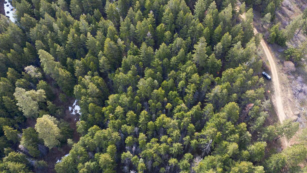 University of Washington researchers find that modern forest thinning techniques inspired by Indigenous practices not only reduce wildfire risk but also significantly increase snowpack.