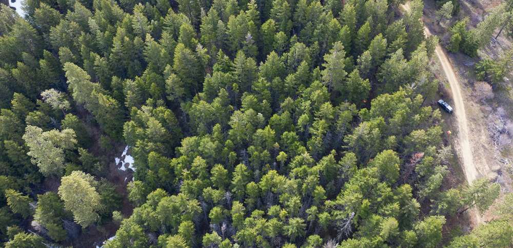 Could forest thinning help increase Utah's snowpack?