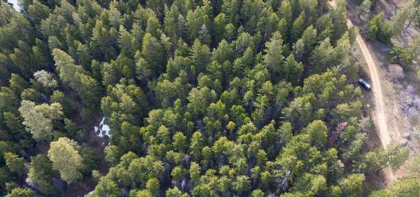 Could forest thinning help increase Utah's snowpack?
