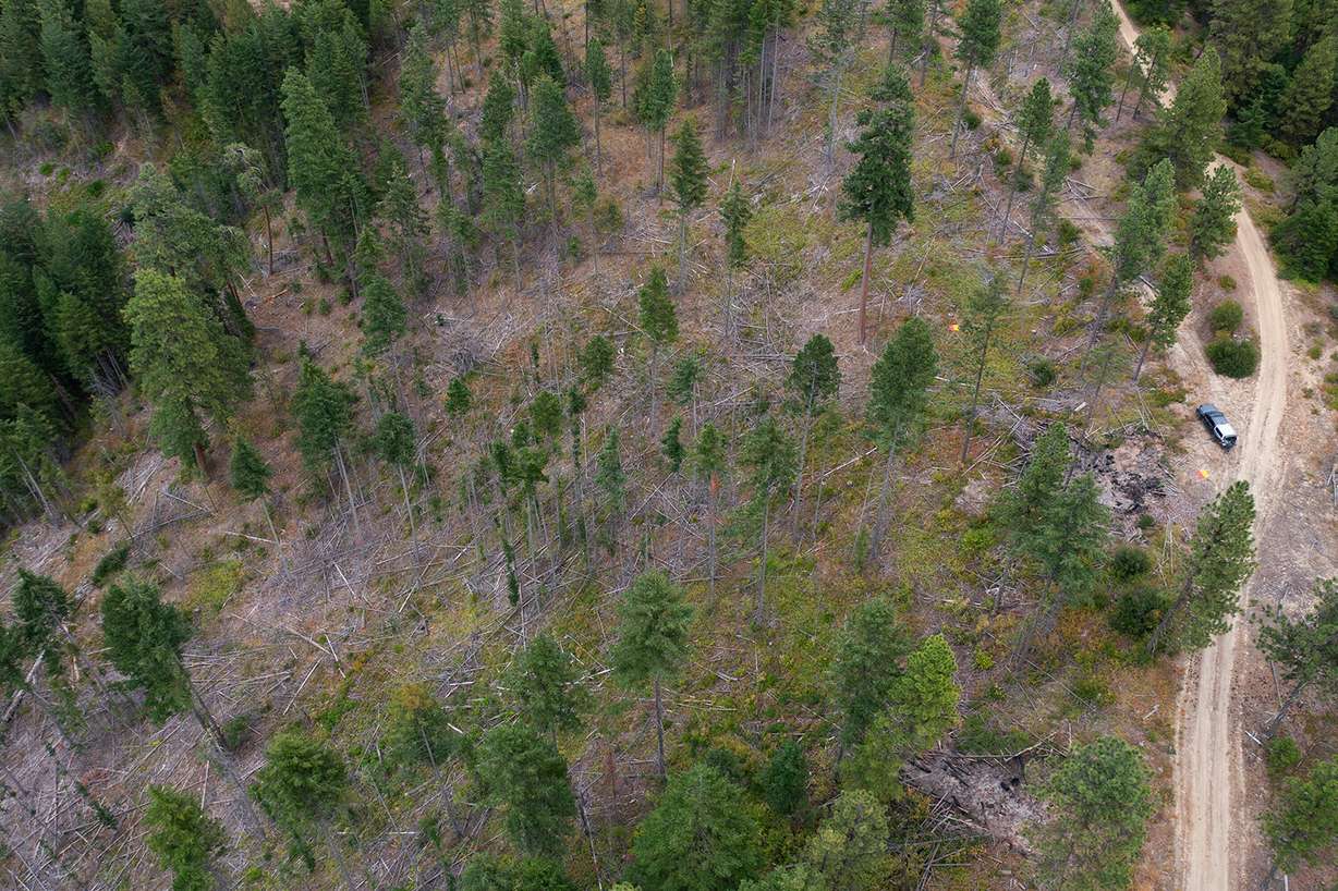 University of Washington researchers find that modern forest thinning techniques inspired by Indigenous practices not only reduce wildfire risk but also significantly increase snowpack, bolstering water supply in the Cascade Mountain region. The observational data from experimental thinning of 12 plots in Washington was published in the Frontiers in Forests and Global Change journal on March 3.