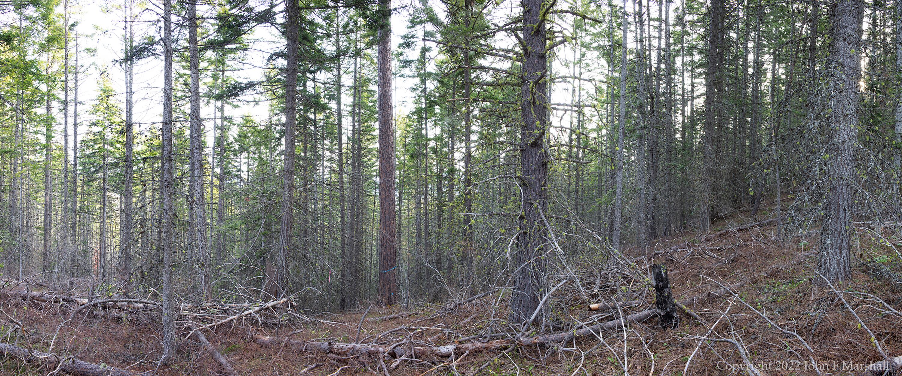 University of Washington researchers find that modern forest thinning techniques inspired by Indigenous practices not only reduce wildfire risk but also significantly increase snowpack, bolstering water supply in the Cascade Mountain region. The observational data from experimental thinning of 12 plots in Washington was published in the Frontiers in Forests and Global Change journal on March 3.
