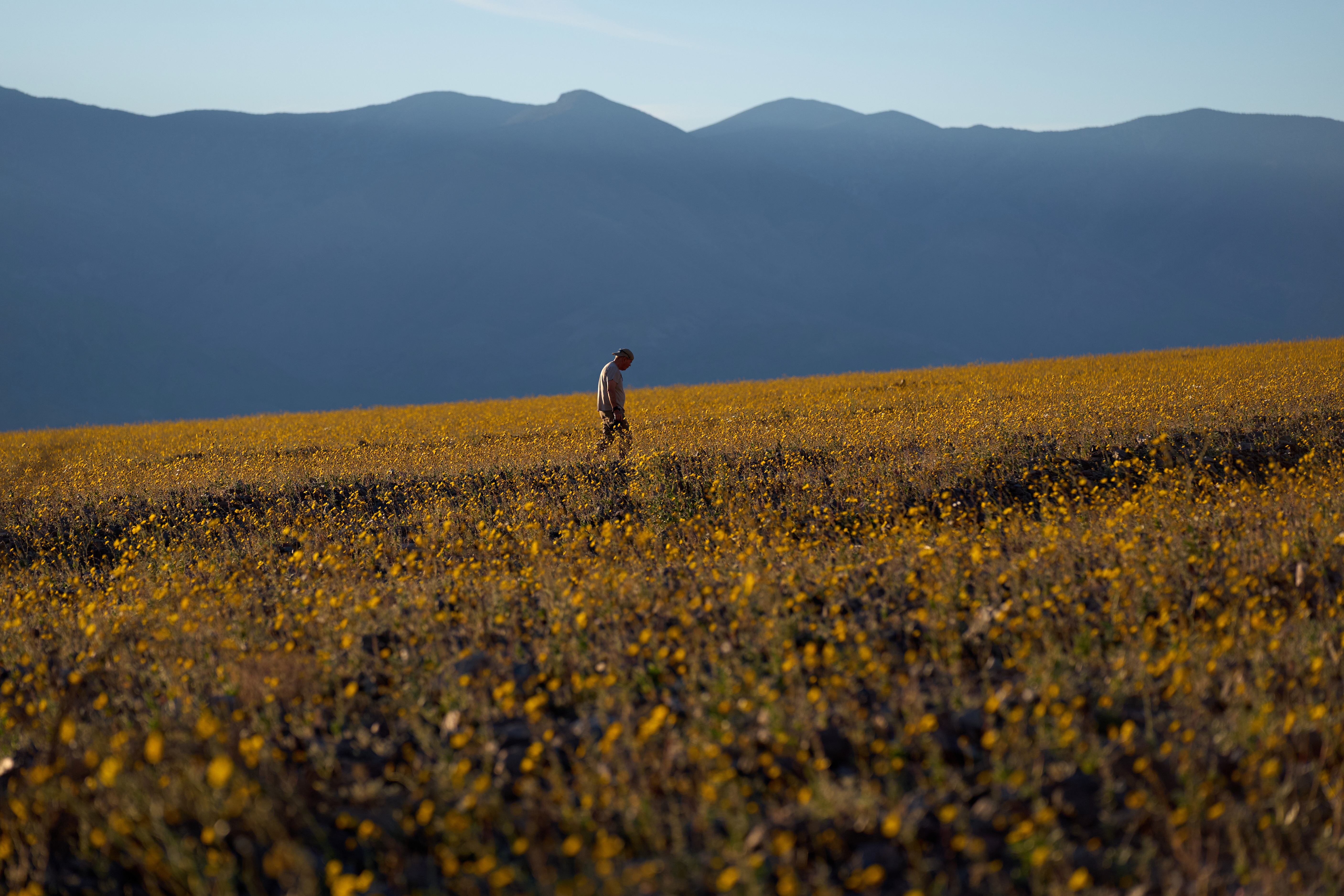 A person walks in a field of wildflowers during a superbloom, Saturday, in Death Valley National Park, Calif.