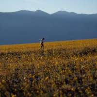 Wildflowers are blooming in the driest place in North America — but not for long