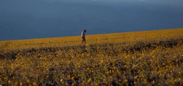 Wildflowers are blooming in the driest place in North America — but not for long