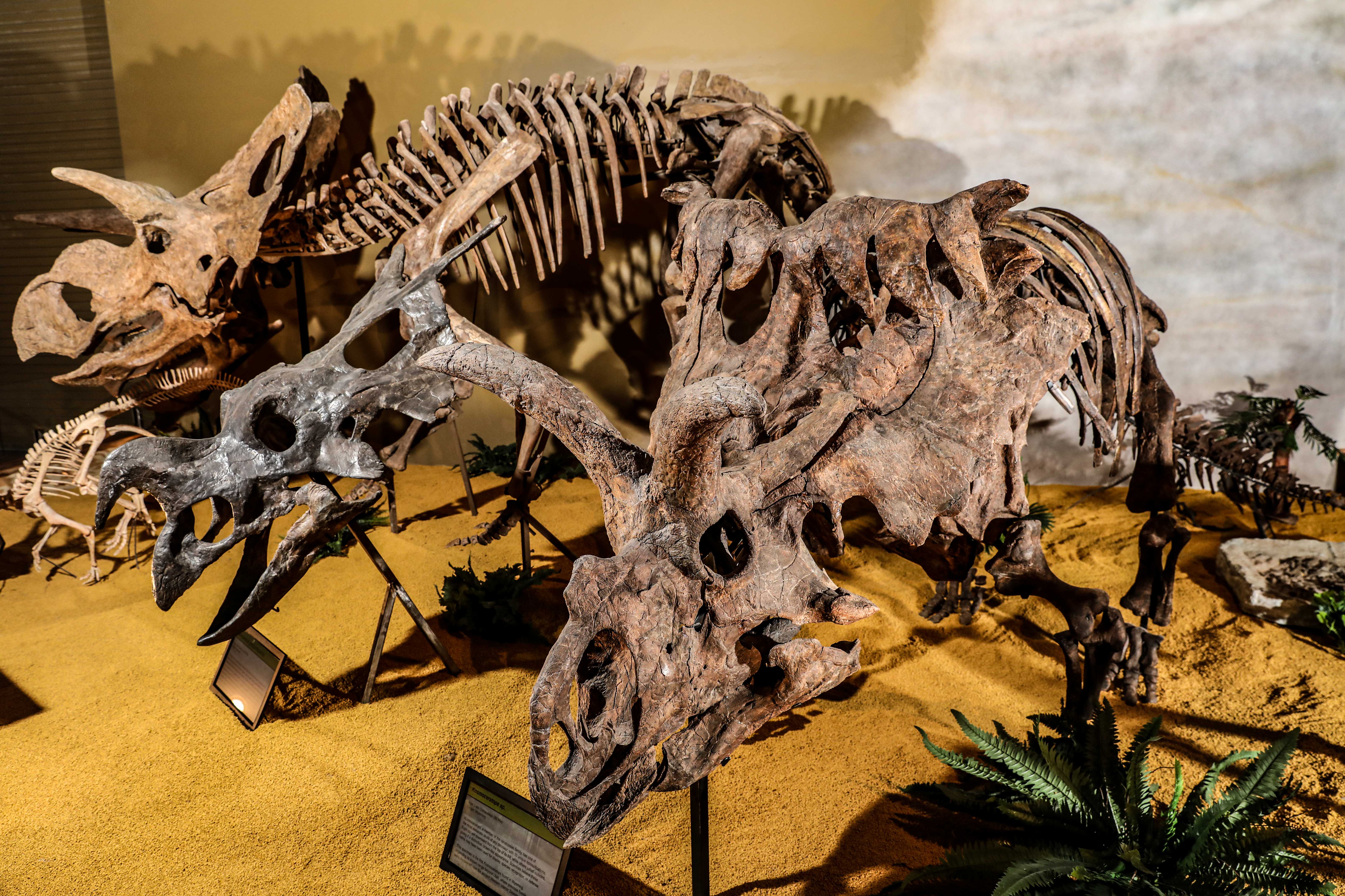Unearth our prehistoric past at the Wyoming Dinosaur Center in Thermopolis