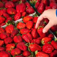 A surprising percentage of produce from the nation's largest supplier contains 'forever' pesticides