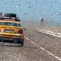 Have You Seen This? Rally participants encounter 'crunchy, winged obstacle course'