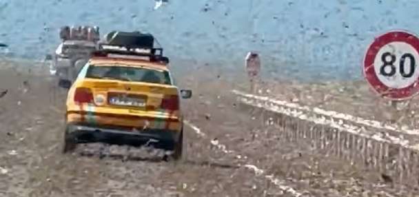 Have You Seen This? Rally participants encounter 'crunchy, winged obstacle course'