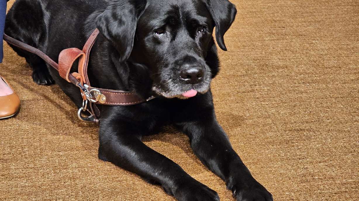 A service dog named Alfred, who belongs to college student Tori Andres, attends a news conference at the State Capitol in St. Paul, Minn., on Wednesday.
