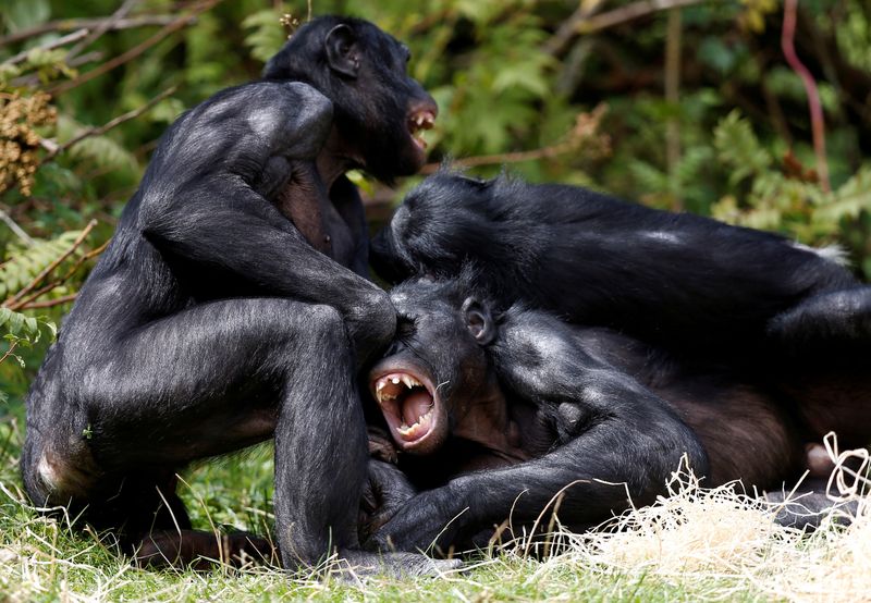 Are bonobos truly the peaceful counterparts to chimps? New study says no