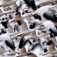 Raucous bird tornado touches down as snow geese make annual flight to Arctic
