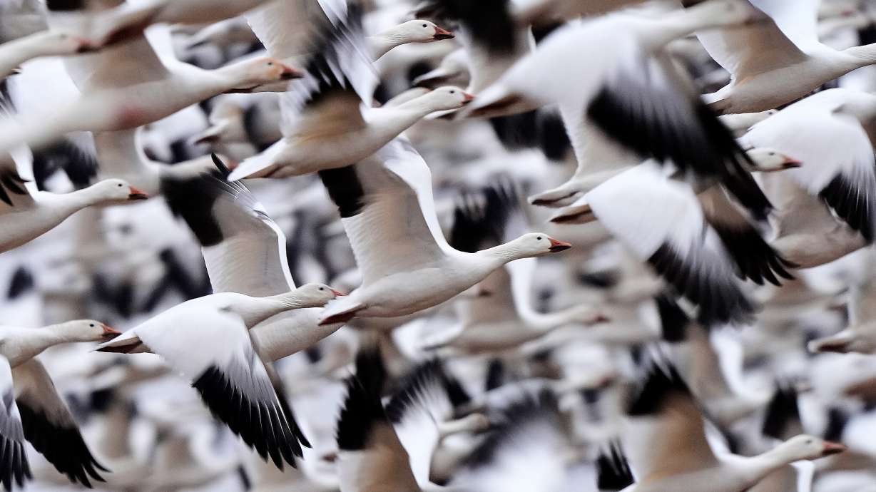 Snow geese take off to resume their northern migration after a stopover at the Middle Creek Wildlife Management Area, March 6, in Kleinfeltersville, Pa.