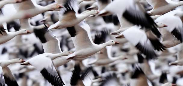 Top U.S. story anchor