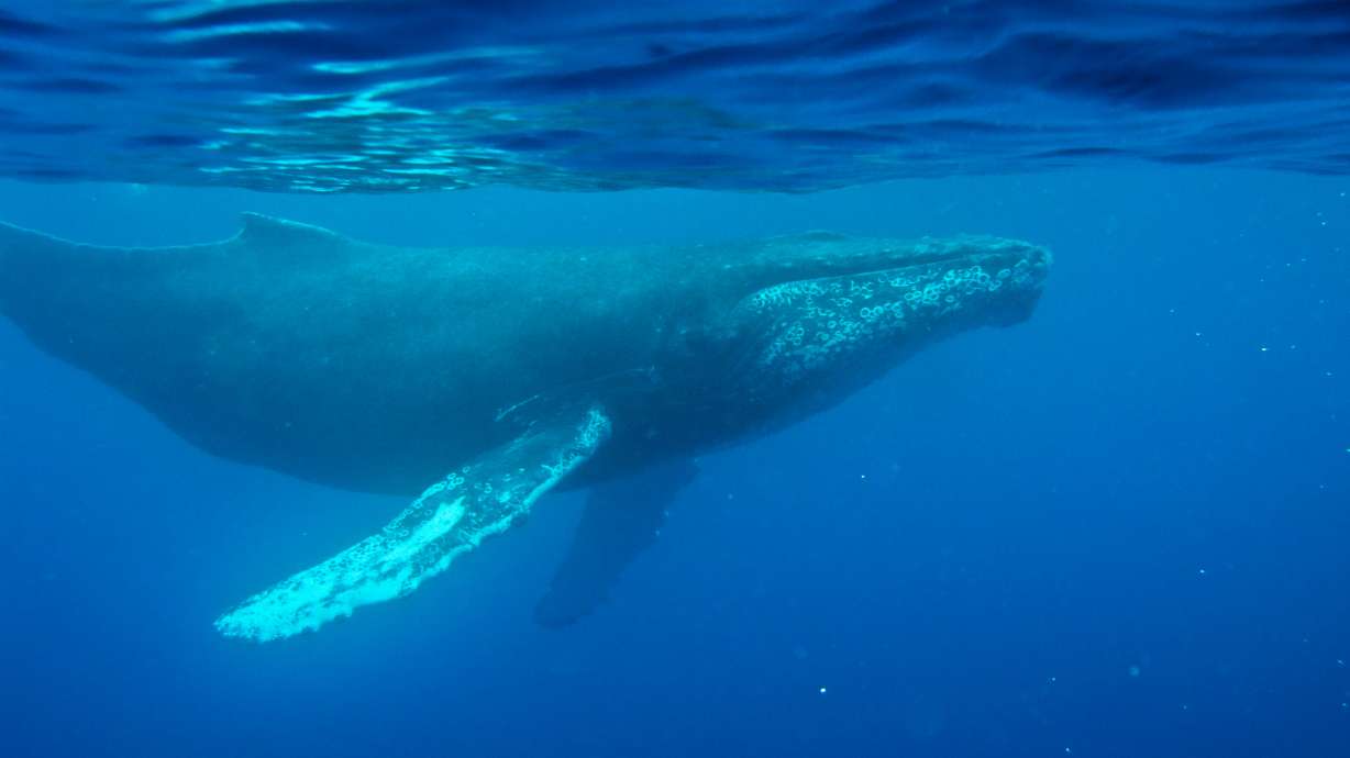 This photo provided by the Woods Hole Oceanographic Institution shows a whale on Feb. 24, 2009, near Maui, Hawaii.