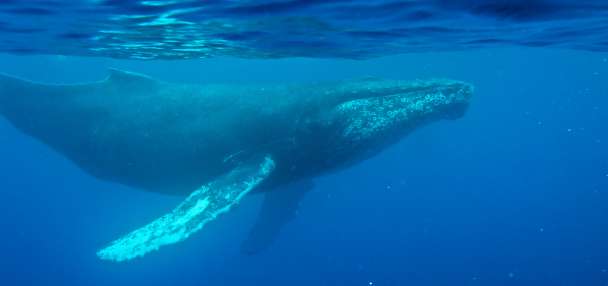 Oldest known whale recording could unlock mysteries of the ocean