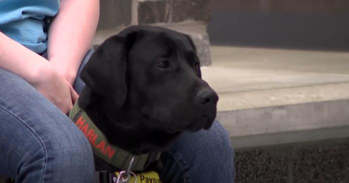 Payson students train future service dogs