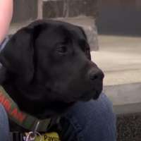 Payson High School students train future service dogs