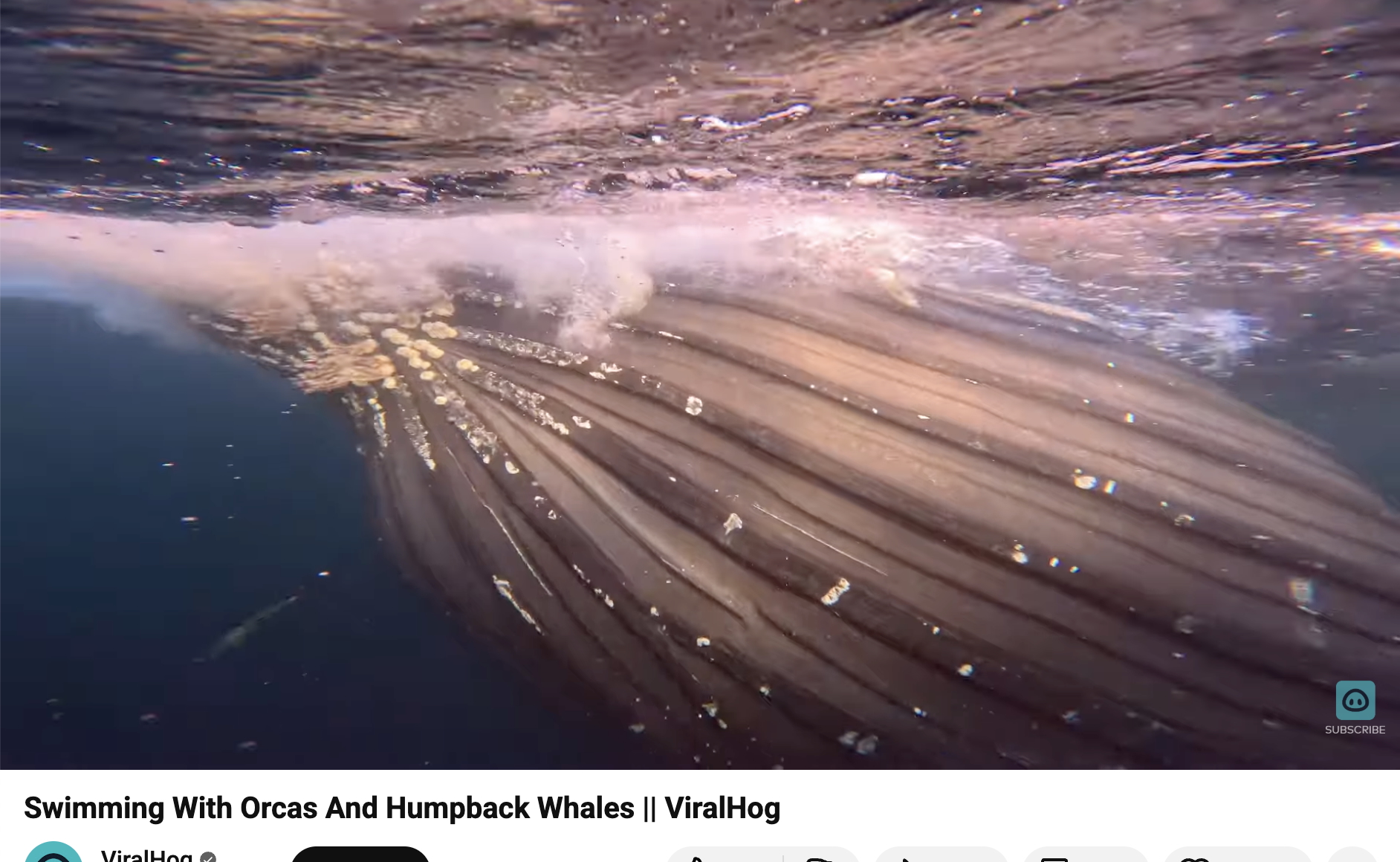 Have You Seen This? Humpback whales make a startling cameo