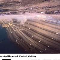 Have You Seen This? Humpback whales make a startling cameo