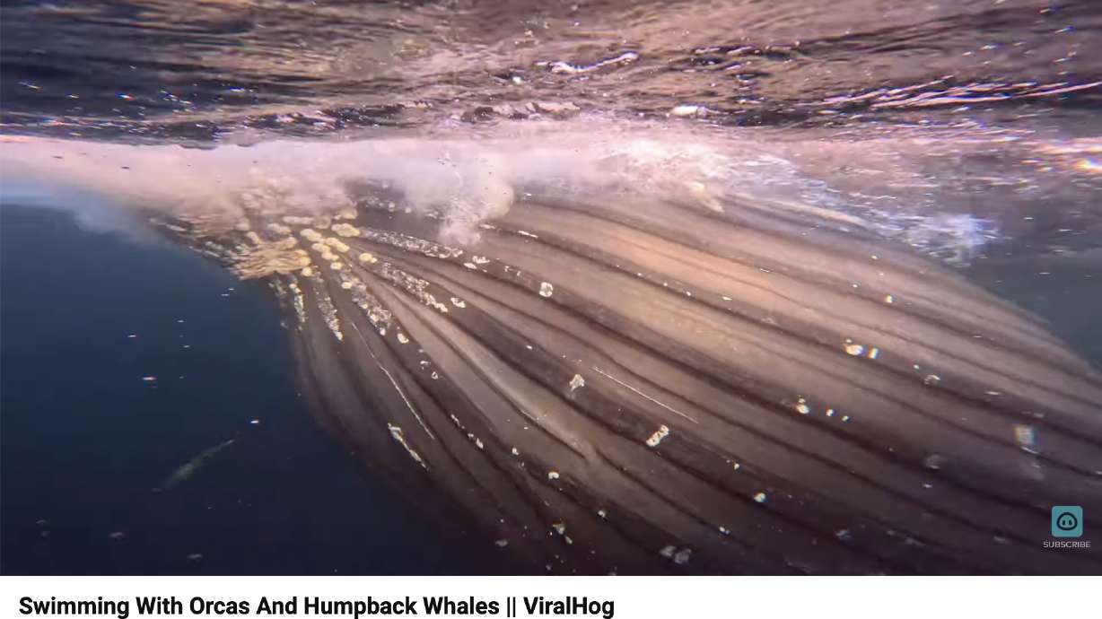 As a snorkeler observed the orcas below, a pair of humpback whales suddenly burst into view.